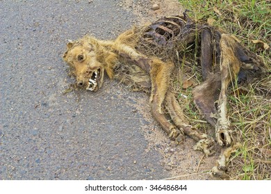 Dead Dog Lying On Macadamized Road - The Dog Hit By A Car 