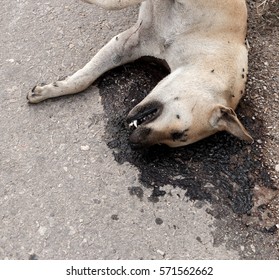 Dead Dog Lying On Road. The Dog Hit By A Car.