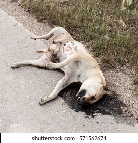 Dead Dog Lying On Road. The Dog Hit By A Car.