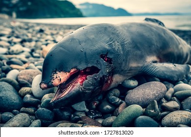 Dead dolphin cub lies on the seashore. Coastline on the Black Sea. A storm threw a dead dolphin onto land. The animals began to eat the carcass.