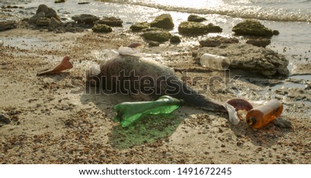 Dead dolphin. Ecological catastrophes become visible throughout the earth millions of marine animals die due to poisoning of plastic garbage and human waste due to an environmental disaster.