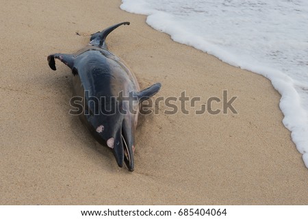 Dead dolphin fish at sandy beach, pollution