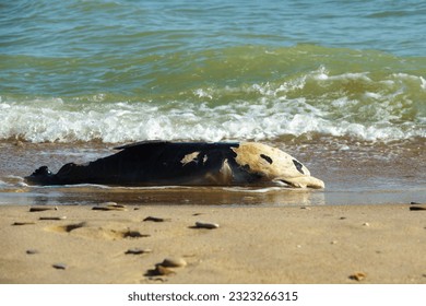 Dead dolphin on the sandy seashore - Shutterstock ID 2323266315