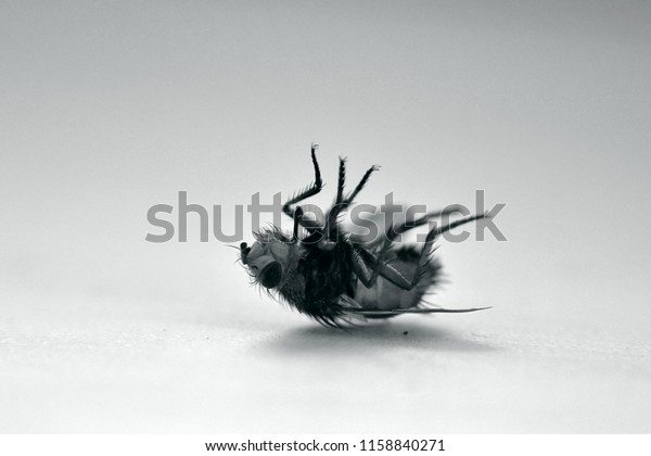 Dead Domestic Fly Lying Upside Down Stock Photo Edit Now 1158840271