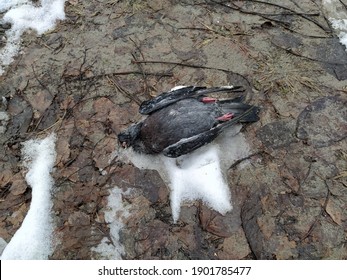 Dead Dove On The Ground In The Snow