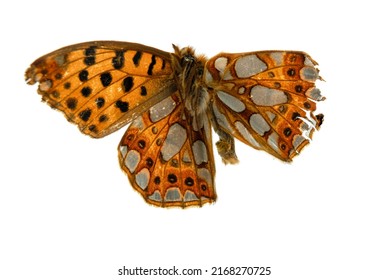 Dead Dried Butterfly On A White Sheet