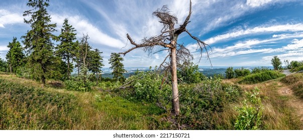 A Dead And Dried Out Pine Tree On The Summit Plateau Of The Großer Feldberg In The Taunus Mountains