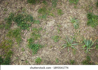 A Dead And Dried Piece Of Lawn Or Meadow, Top View Without People