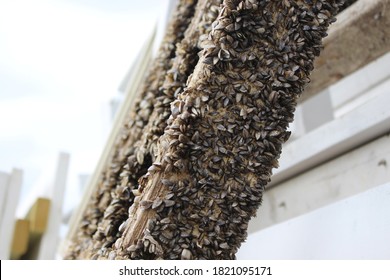 Dead Dried Up Zebra Mussels 