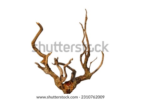 Dead driftwood tree stumps for decoration isolated on white background included clipping path. Dry branch