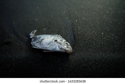 Dead Dry Fish On Black Beach. Sea Pollution Toxic Plastic Garbage