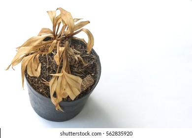 Dead And Dry Houseplant In Black Pot Isolated On White Background