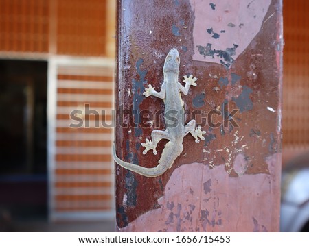 Dead dry lizard attached to a pole