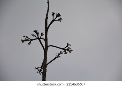 Dead dry lonely leafless branch tree, black and white