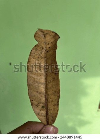 A dead and dry mango leaf with a unique shape and interesting texture