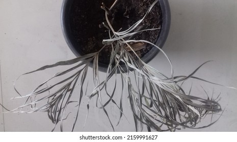 Dead And Dry Palm Tree In A Black Pot. Dypsis Lutescens Plants Or Yellow Palm. The Wall Building Is Made Of Neatly Arranged Square Grey Stone.