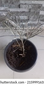 Dead And Dry Palm Tree In A Black Pot. Dypsis Lutescens Plants Or Yellow Palm. The Wall Building Is Made Of Neatly Arranged Square Grey Stone.