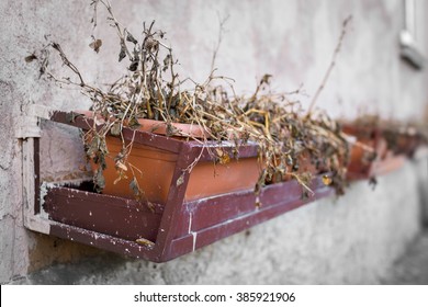 Dead And Dry Plants In Pots On The Wall.