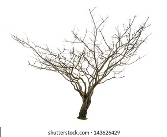Dead and dry tree is isolated on white background.