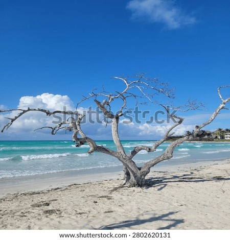 Dead dry tree on a white sand beach with beautiful turquoise ocean and blue sky