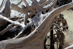 Dead And Dry Tree Roots On The Beach Look Like Sculptures Of Art.