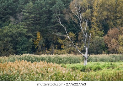Dead dry tree standing in front of a lush autumn forest