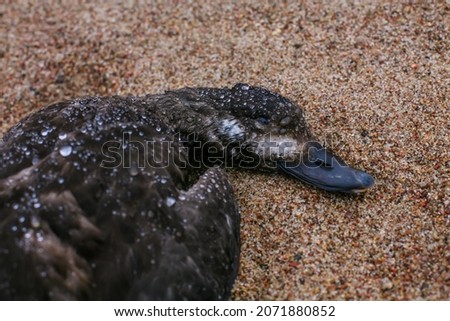 Dead Duck on the Sand