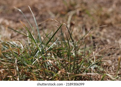 Dead, Dying Grass In UK Heatwave, Drought Declared, Brown Dry Lawn