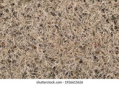 Dead And Dying Lawn Section From Extreme Weather Damage As Seen From Directly Above.