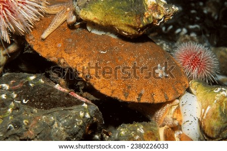 dead edible crab covered in opportunistic feeders or scavengers such as common whelks, edible sea urchins and common star fish