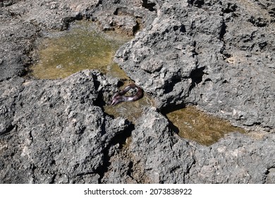 A Dead Eel In A Dried Tide Pool, Kaena Point, Oahu Hawaii