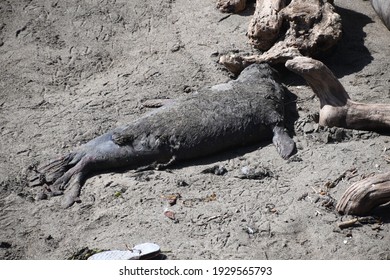 Dead Elephant Seal Pup Rotting On The Shore