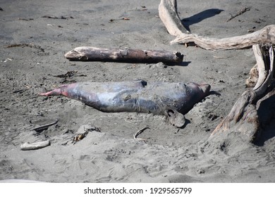 Dead Elephant Seal Pup Rotting On The Shore