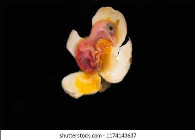 The dead embryo of a pigeon's bird. In the egg - Powered by Shutterstock