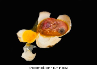 The dead embryo of a pigeon's bird. In the egg - Powered by Shutterstock