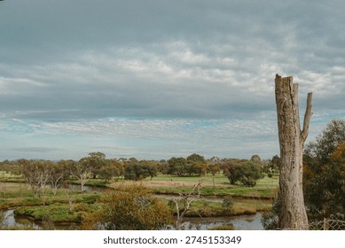 dead eucalyptus tree overlooking the werribee river