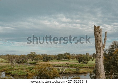 dead eucalyptus tree overlooking the werribee river