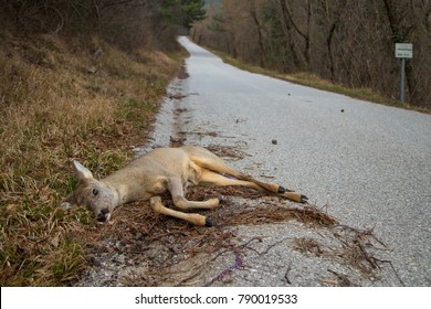 Dead European Roe Deer Capreolus Capreolus Stock Photo 790019533 ...