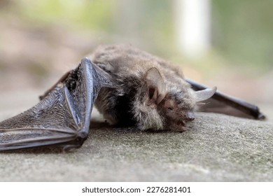 Dead evening bat in the forest
