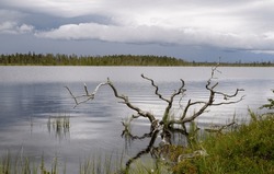 Dead Fallen Pine Tree In The Lake Shore On A Summer Evening With Thunder Clouds In The Sky, Northern Finland