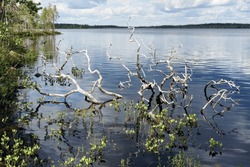 Dead Fallen Pine Tree In The Lake Shore On A Summer Day, Northern Finland