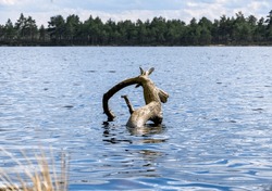 Dead Fallen Pine Tree In The Lake Water. Scenic Landscape With Log In The Lake. 