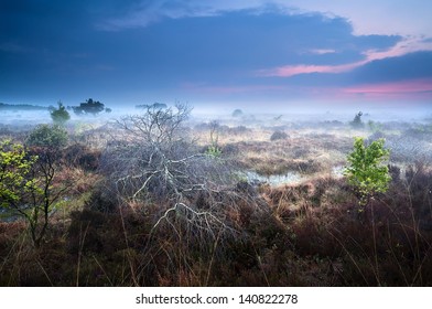 dead fallen tree on swamp in misty sunset, Fochteloerveen, Drenthe - Powered by Shutterstock