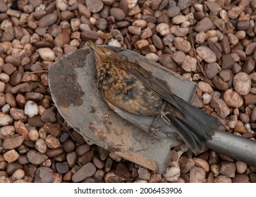 Dead Female Blackbird (Turdus Merula) On A Metal Spade With A Background Of Pink Pea Gravel In A Garden In Rural Devon, England, UK