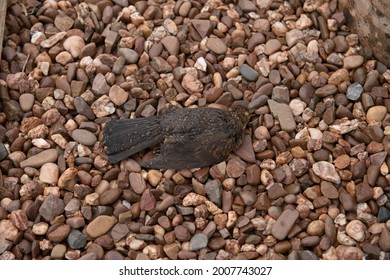 Dead Female Blackbird (Turdus Merula) On A Background Of Pink Pea Gravel In A Garden In Rural Devon, England, UK