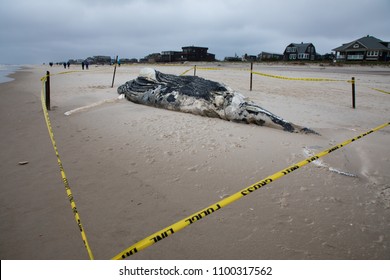 Dead Female Humpback Whale including Tail and Dorsal Fins on Fire Island, Long Island, Beach with Police Do Not Cross Tape Barrier