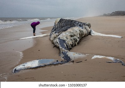 Dead Female Humpback Whale including Tail and Dorsal Fins on Fire Island, Long Island, Beach, with Sand in Foreground and Houses in Background 