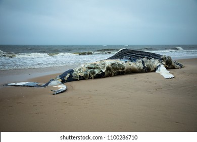 Dead Female Humpback Whale on Fire Island, Long Island, Beach, with Sand in Foreground and Atlantic Ocean in Background