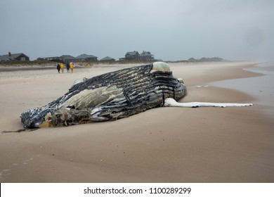 Dead Female Humpback Whale on Fire Island, Long Island, Beach, with Sand in Foreground and Atlantic Ocean in Background