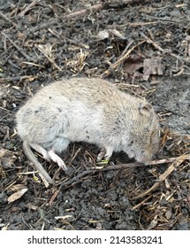 a dead field mouse. a dead rodent. selective focus, film grain.